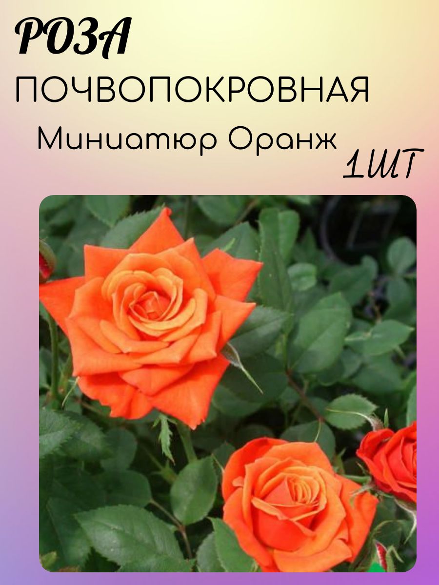 Узбекские розы