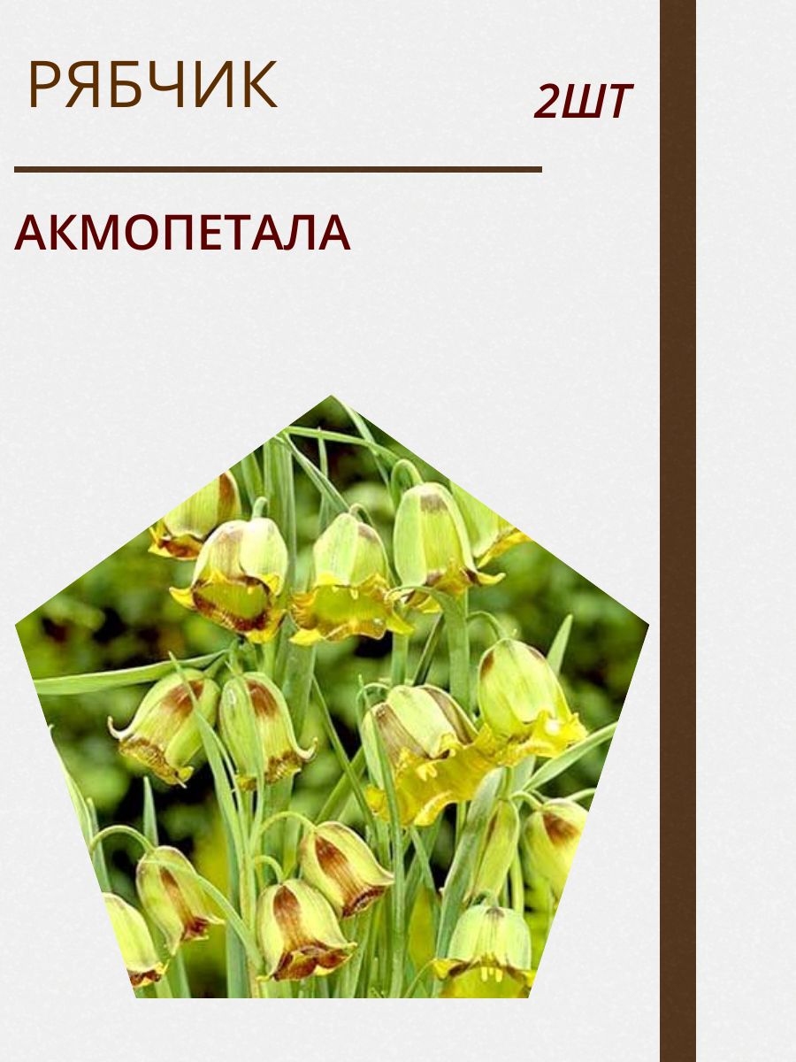 Купить Луковицы Рябчиков Недорого