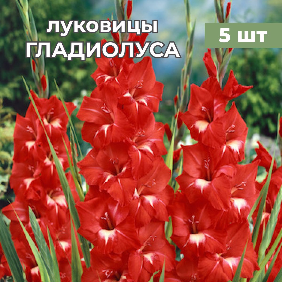Гладиолусы миниатюрные. Гладиолус альфа. Гладиолус тропикана микс. Гладиолус анук. Гладиолусы на грядке.