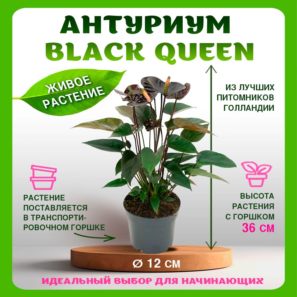 Растение в горшке живое комнатное Антуриум black love