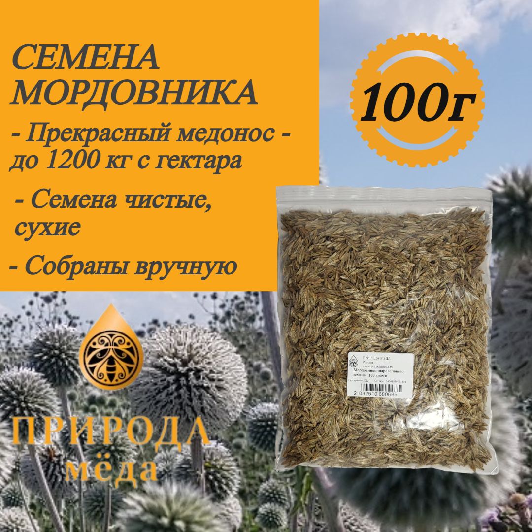 Мордовник Шароголовый Медонос Купить Семена