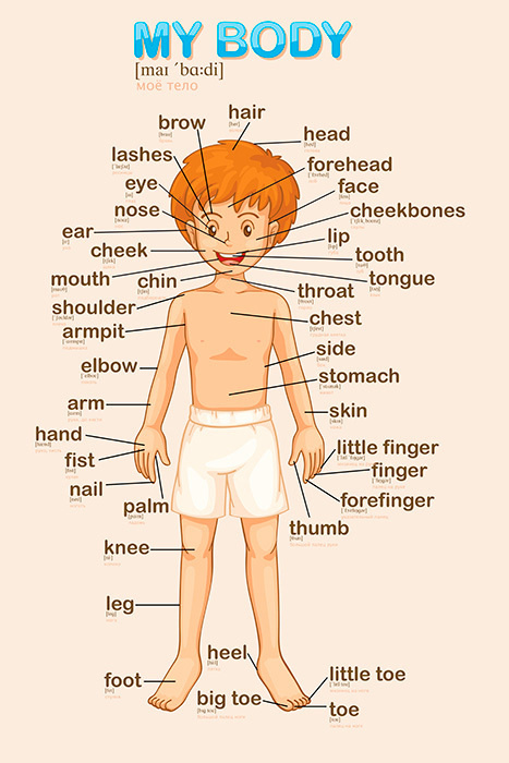 Схема части тела на английском