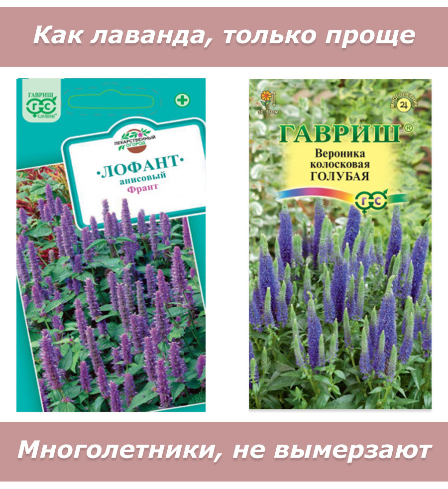 Вероника Lavender Plums