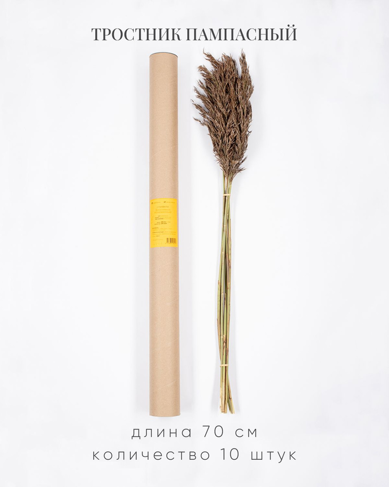 Тростник пампасный 70 см. 10 шт. #1