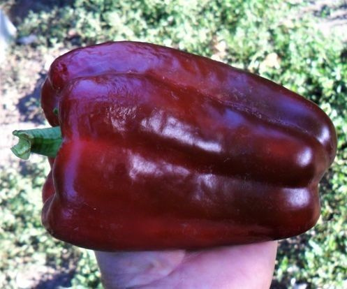 Крупноплодные сорта перца. Семена брижань. Перец сорт родригес. Перец фламинго. Перец кубовидный красный.