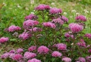 Спирея японская Мерло Грин - Саженец/ЗКС 20-30см. 1год (С2) - купить с ...