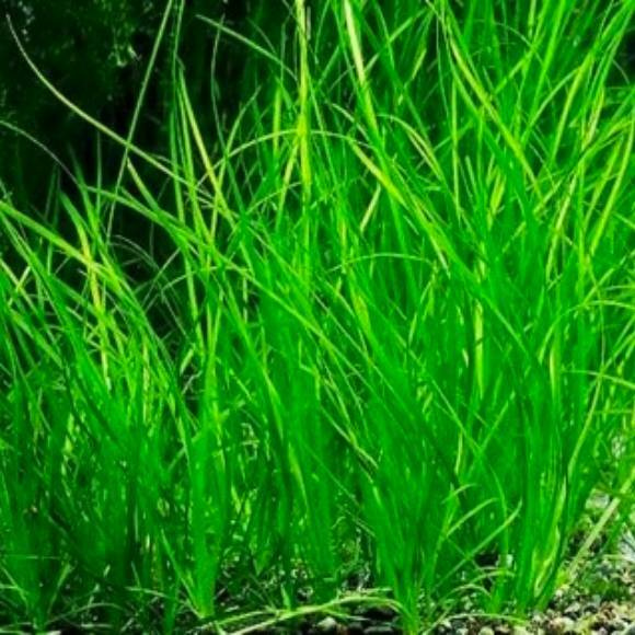 Валлиснерия нана - Vallisneria nana. Живое растение для аквариума ...