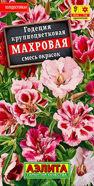 Годеция Аэлита 1_Годеция Махровая - купить по выгодным ценам в интернет ...