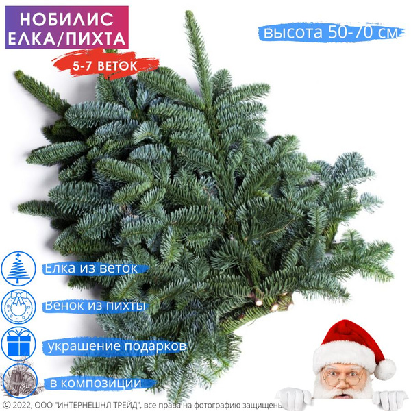 Елка натуральная, Живая, Нобилис, Ветки ели, сосны, пихты 50-70 см, от ...