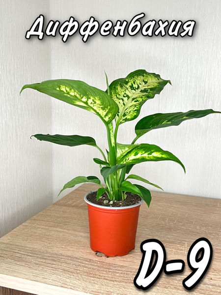 Диффенбахия DAMA.STORE зеленый, 9 дм - купить по выгодной цене в ...