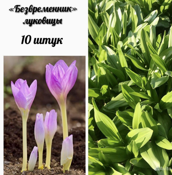 Луковицы Крокус купить по выгодной цене в интернет-магазине OZON ...