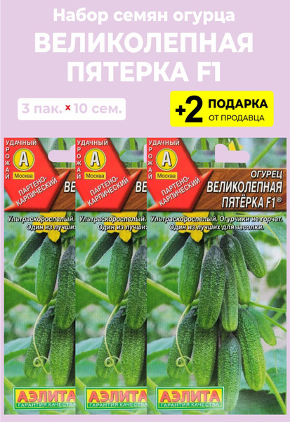 Огурец Великолепная пятерка F1. VI этап. Плодоношение. Продолжение
