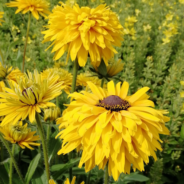 Рудбекия Rudbeckia Flamenco Yellow