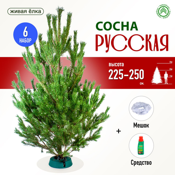 ЖиваяЁлка.рф Елка живая, 225-250 см купить на OZON по низкой цене ...