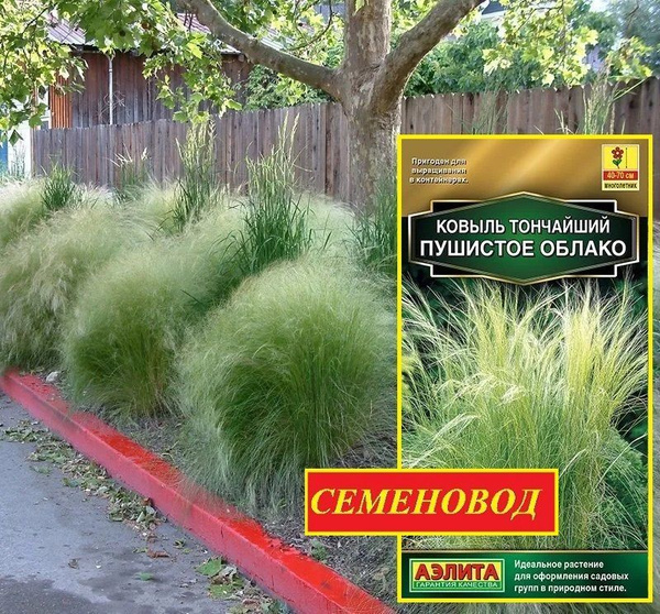 Ковыль Агрофирма Аэлита Цветы - купить по выгодным ценам в интернет ...