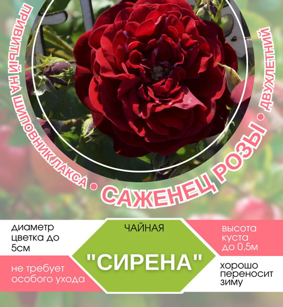 Саженцы Роза чайная Сирена - купить с доставкой по выгодным ценам в ...