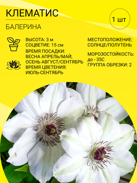 Клематисы, Клематис Клематис многолетний - купить по выгодным ценам в ...