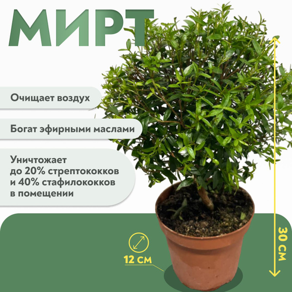 Мирт, 30 дм, 1 шт - купить по выгодной цене в интернет-магазине OZON ...