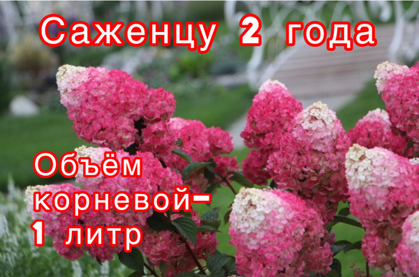 Гортензия Строббери Блоссом (Strawberry Blossom) 2 года,1 литр - купить ...