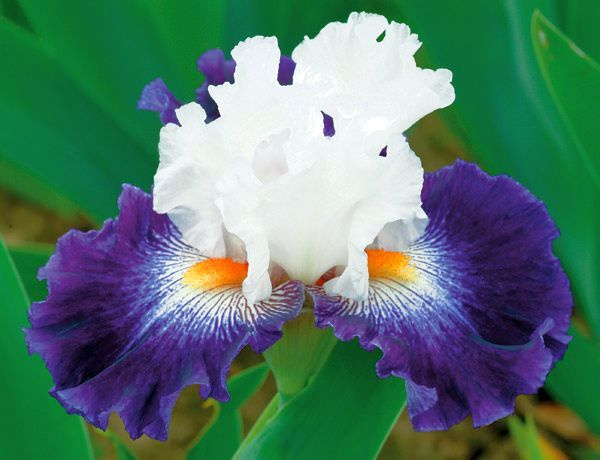 Медалька ирис. Your iris. Ирис элегант канди. Ирис флютерина. Ирис драма квин.