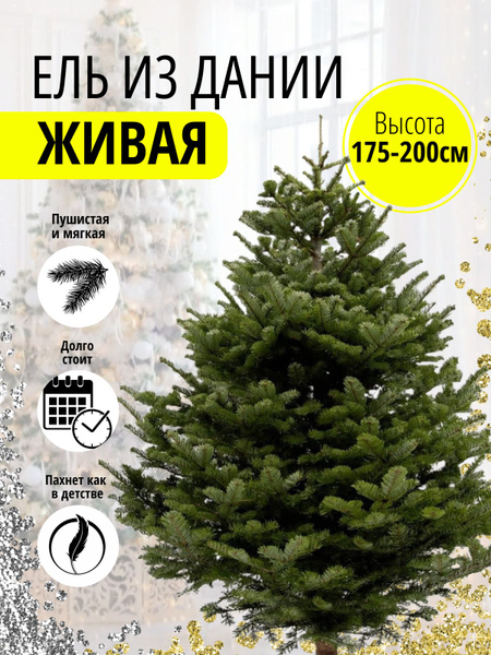 Елка живая, 175-200 см - купить с доставкой по выгодным ценам в ...