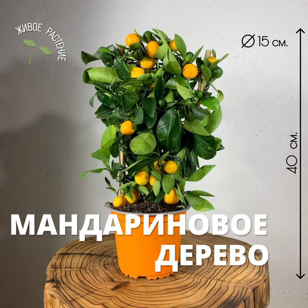 Мандариновое Дерево Живое Купить Москва