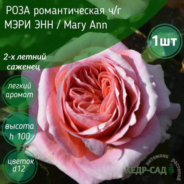 Характеристики Роза чайно-гибридная/Мэри Энн, Mary Ann/саженцы роз ...