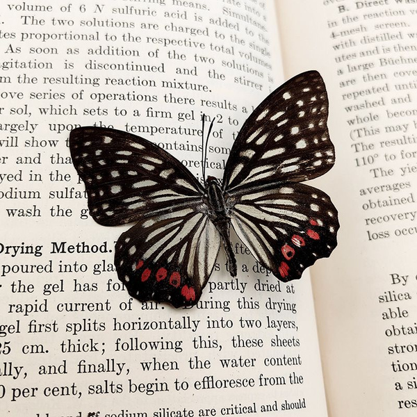 Настоящий образец бабочки в прозрачном боксе - купить с доставкой по ...