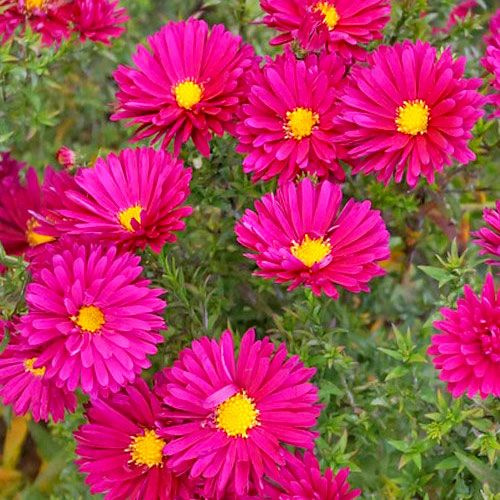 Луковицы Астры многолетние Садовый Мир купить по выгодной цене в ...