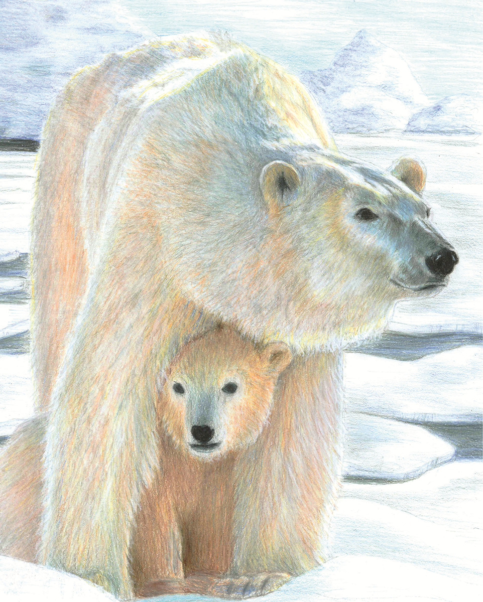 Медведь цветными карандашами