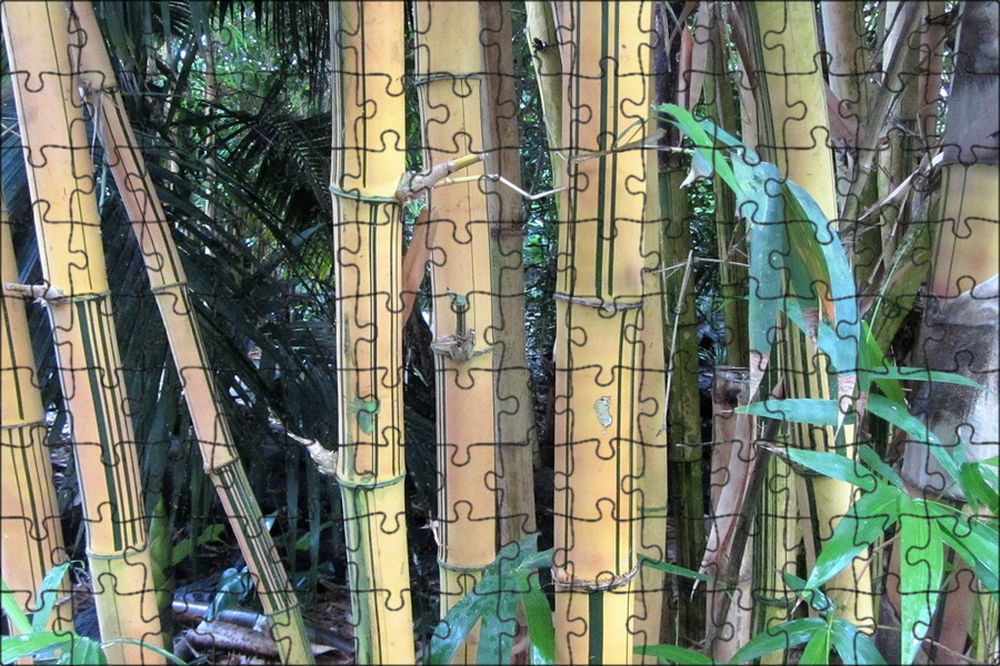 Бамбук в разрезе. Бамбук в полный рост. Бамбуковые обои. Bamboo am. Бамбук.
