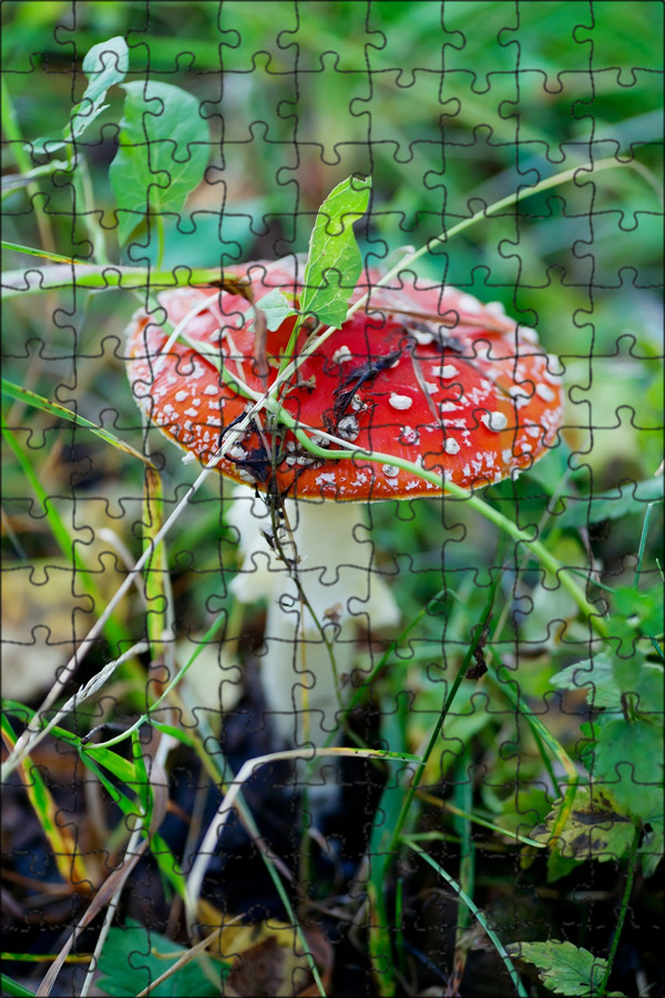 Красивые ядовитые грибы. Красивые ядовитые грибы. Родотус гриб. Красивые ядовитые грибы. Красная муха.