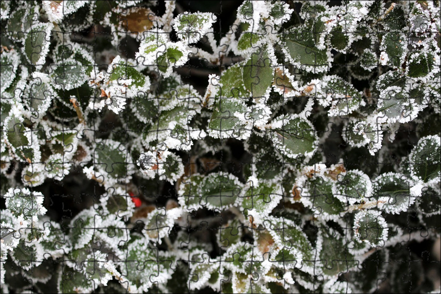 Cold as frost. Изморозь. Фиалка изморозь. Бирючина зимой. Бирючина под снегом