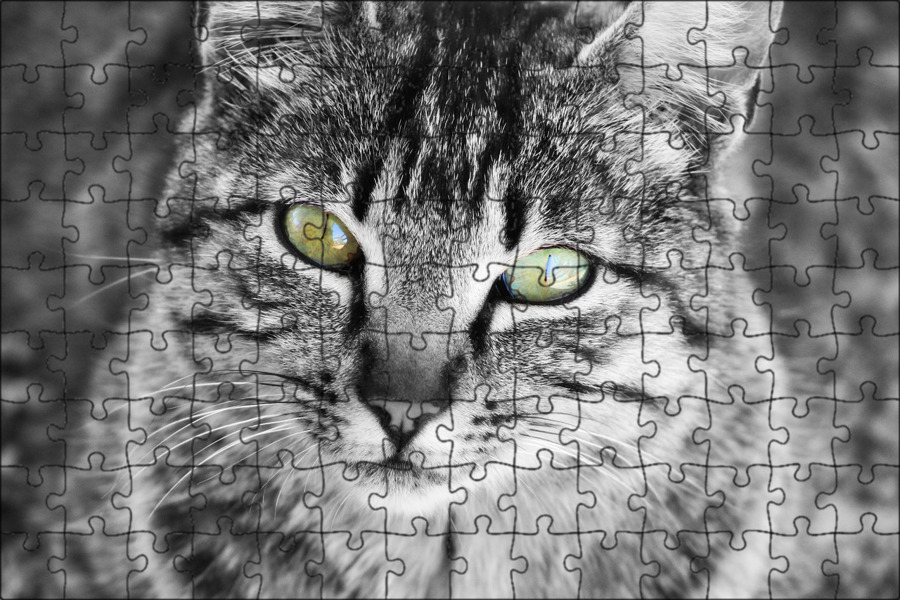 Коты на которых. Серьезные коты. серьезный котик. пристальный взгляд кошки. свободный кот.