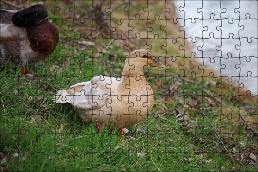 Edit free photo of Ducks,water,pond,white,mallards - needpix.com