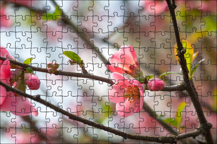 Белая сакура. Дерево цветущее белыми цветами. Цвет апреля мая. Цвет апреля мая. Цвет апреля мая.