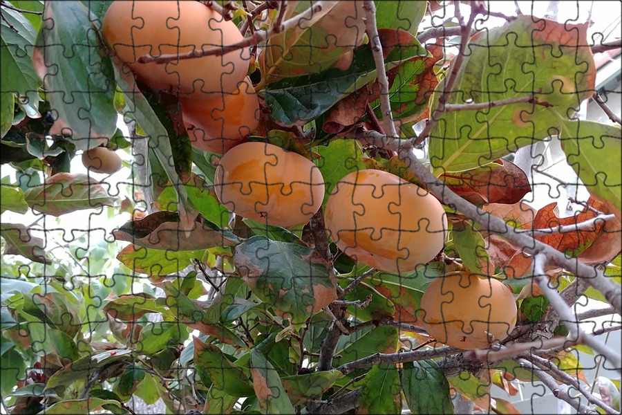 Хурма россиянка. Хурма мушмуловидная. Хурма виргинская цветет. Саженцы хурма виргинская. Хурма россиянка дерево.