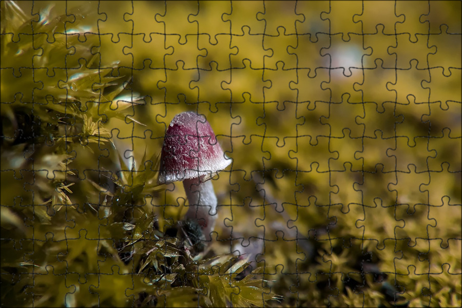 Merulius lacrymans. Грибы белые свежемороженые. Влаги грибы. Грибы в воздухе. Ежовик гребенчатый.