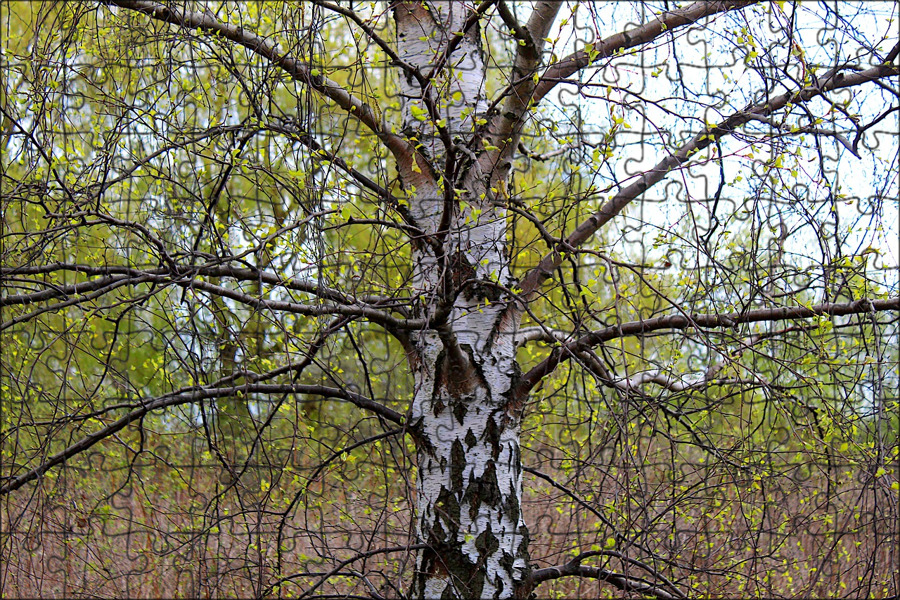 Береза 21. Россия русь березки тополя. Кудри березы. Березовая роща в константиново. Белокатай лес берёзовый.