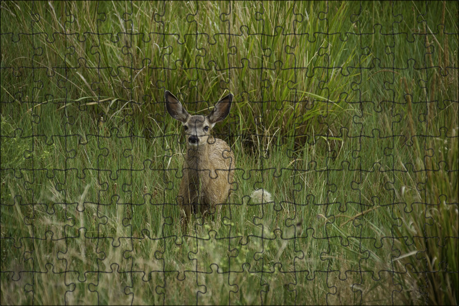 Bambi doe фото