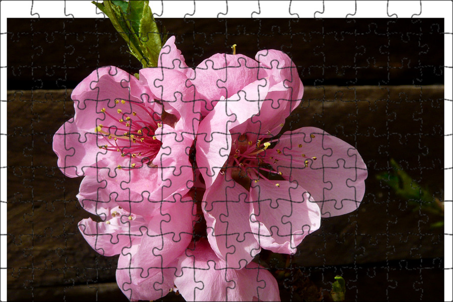Nectarine blossoms. Nectarine blossoms. Персик дерево цветы. Peach blossom цветы. Цветы персика.