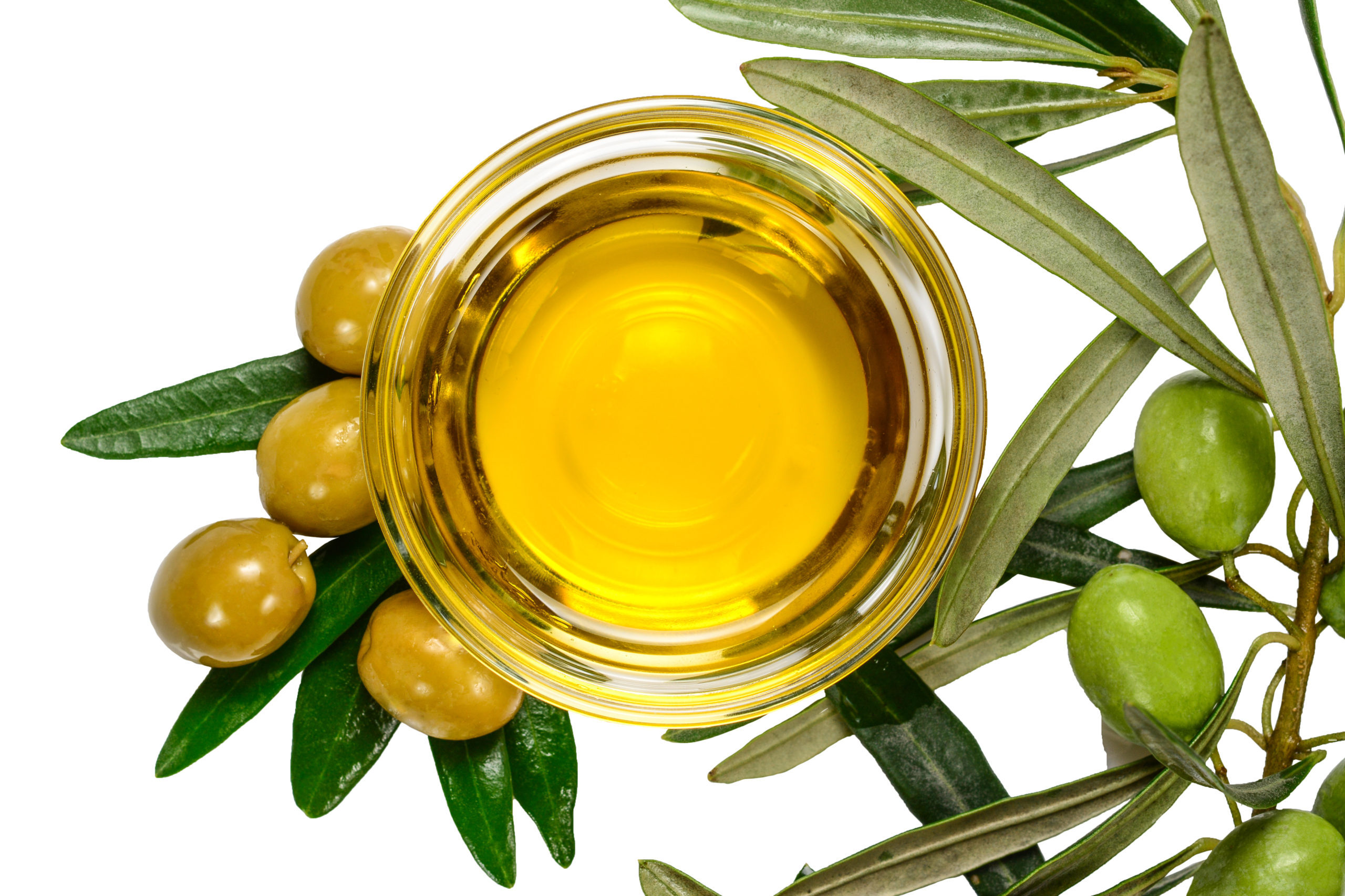 Масло оливковых листьев. Olive Leaf extract. Оливковое масло. Оливковый чай. Оливки масло.