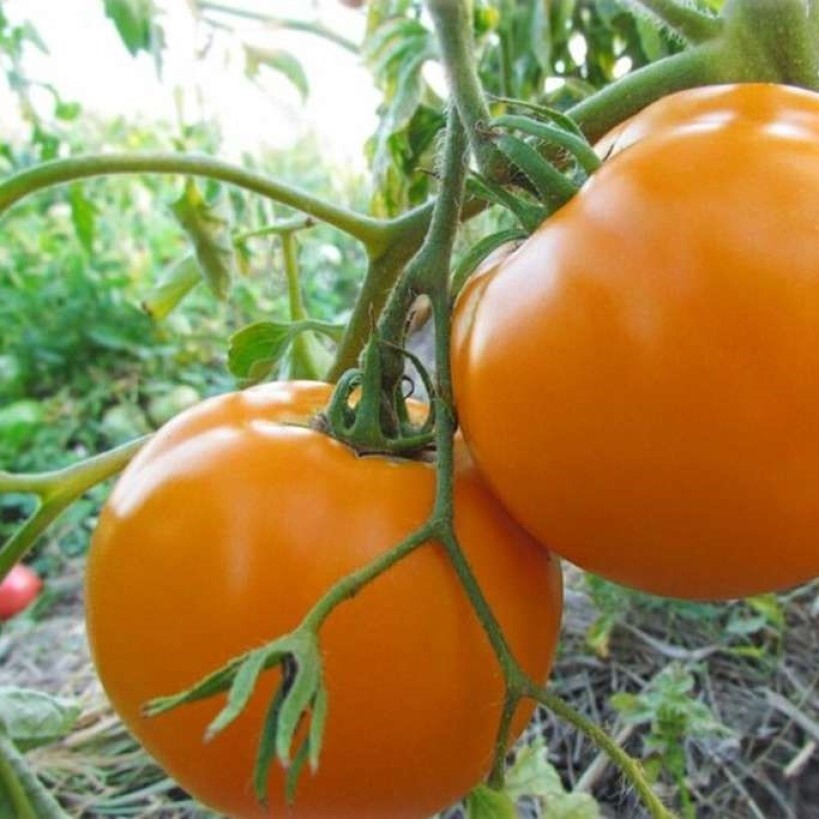 Семена томата хурма. Томат Амана оранж. Томаты Амана оранж сорта. Помидоры сорт хурма. Сорт томатов хурма.