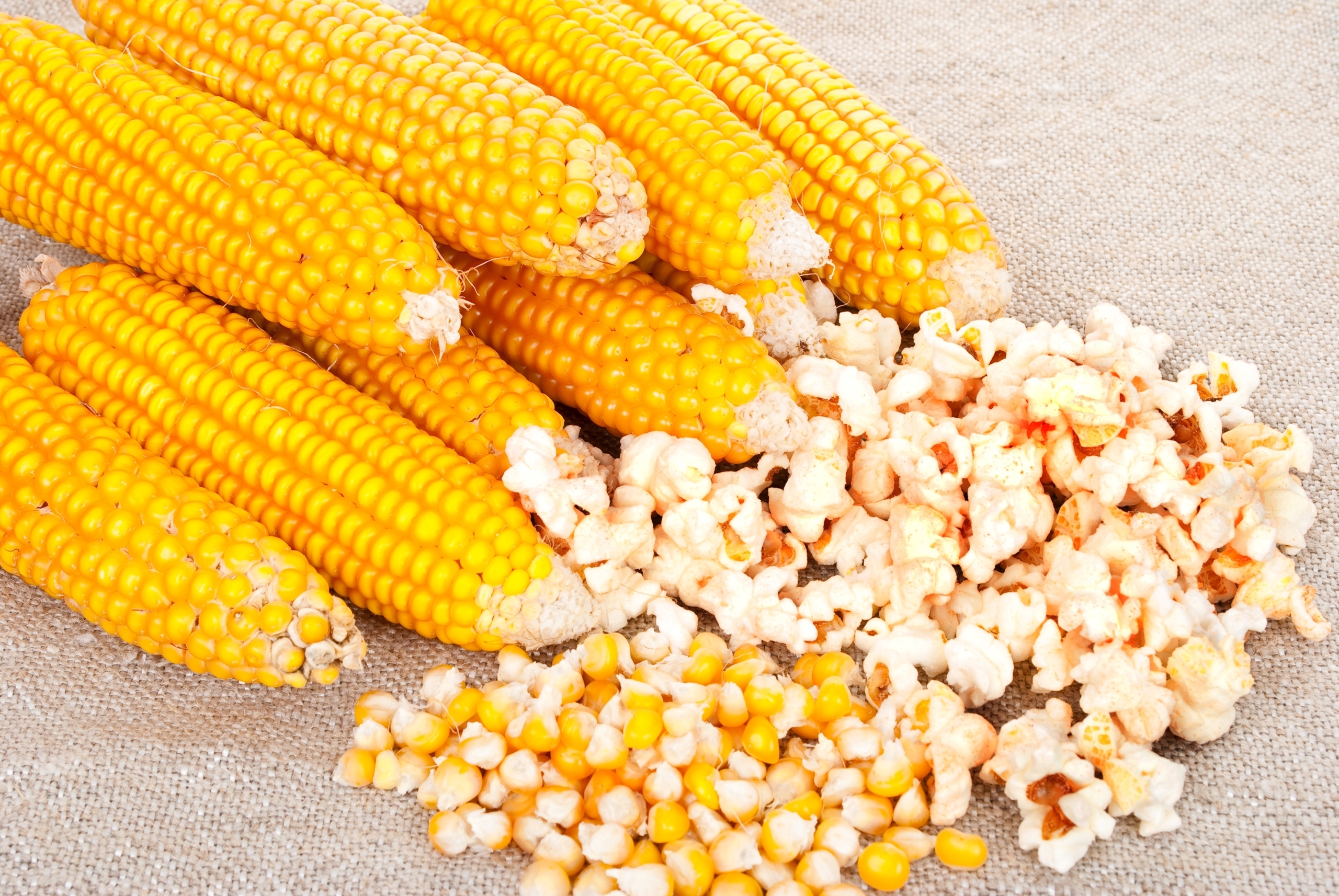Кукуруза лопающаяся попкорн