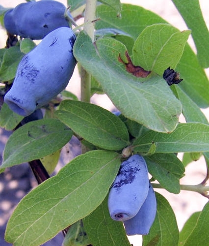 Жимолость съедобная Роксана (Lonicera kamtschatica Roksana) 2-4 ветки 3л свежая 