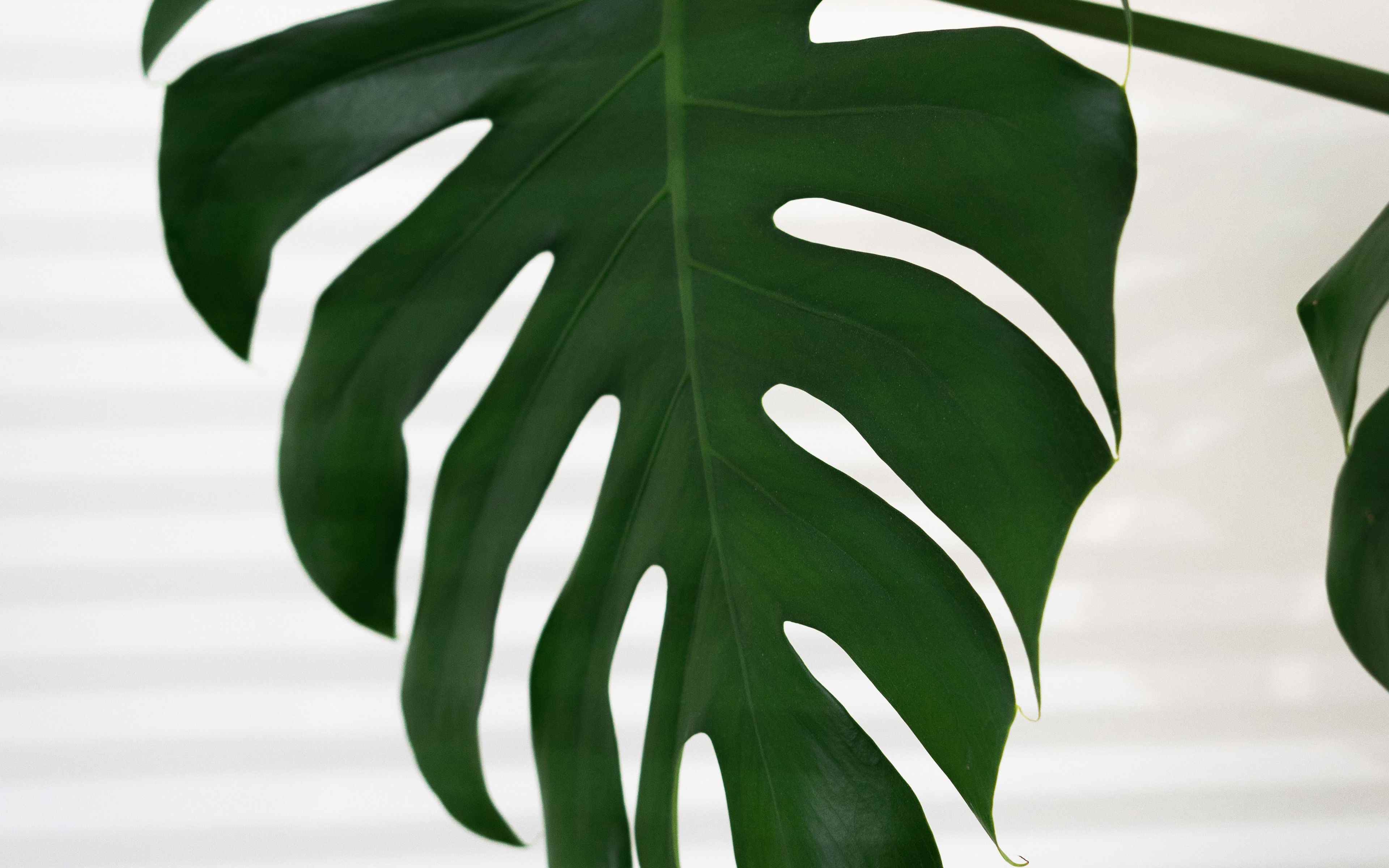 Monstera hojas marrones