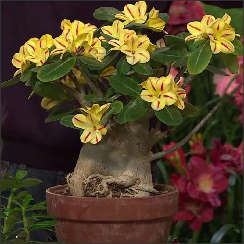 Adenium Obesum Desert Rose Cynthia