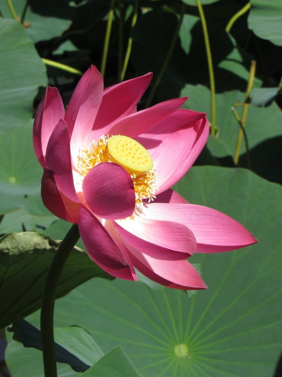 Семена Лотос орехоносный (Nelumbo nucifera), 5 штук