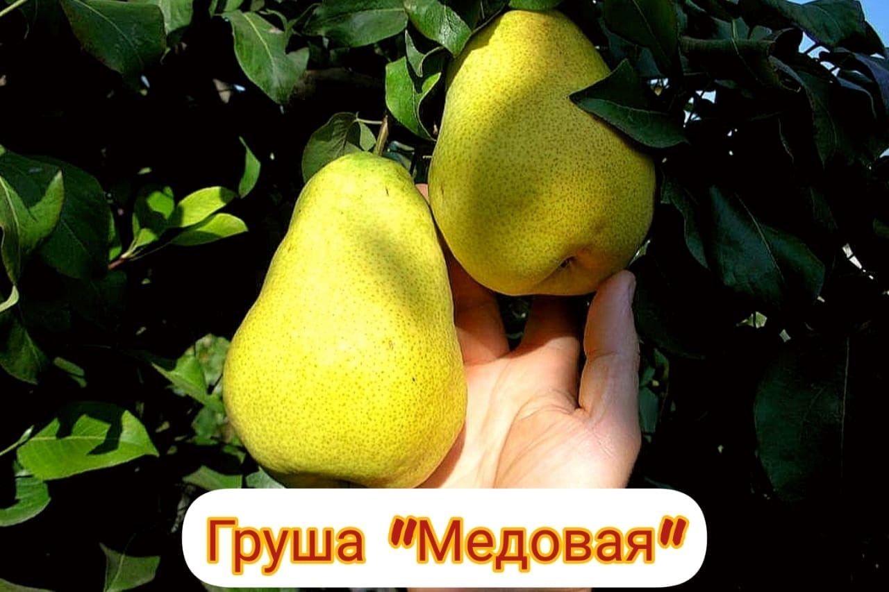 Груша Медовая