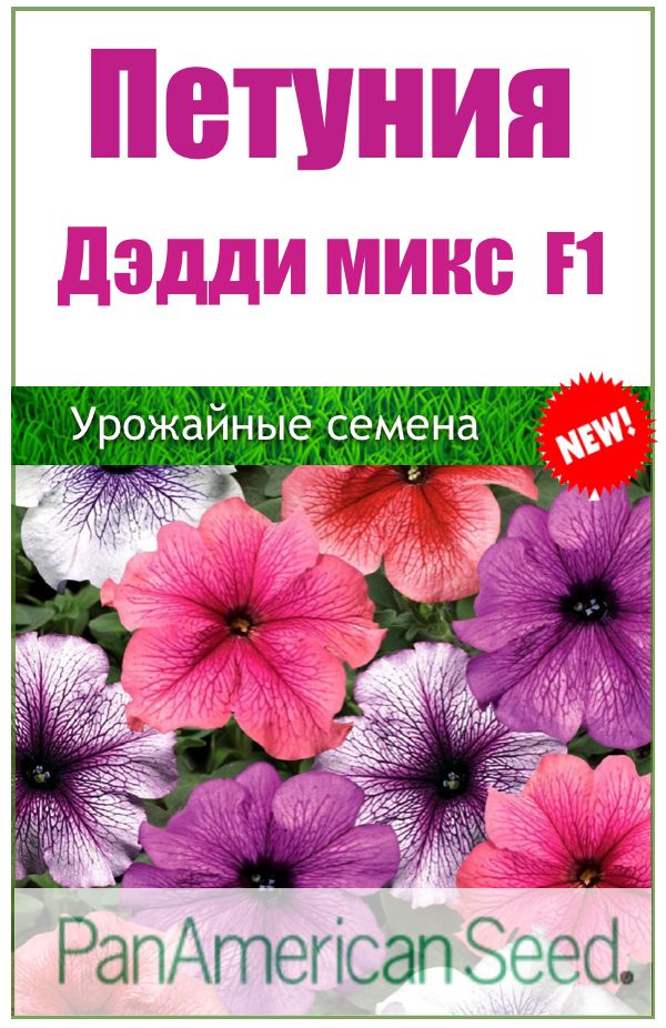 Петуния Мамбо Описание Фото Отзывы